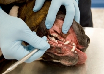 Everything you need to know about general anesthesia in dogs.